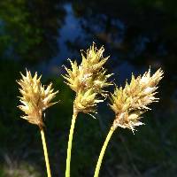 Image of Carex multicostata