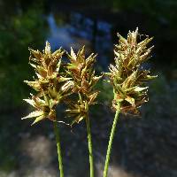 Image of Carex hoodii