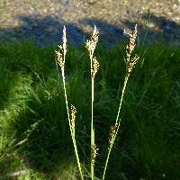 Carex luzulina image