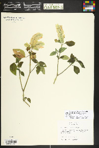Justicia brandegeeana image