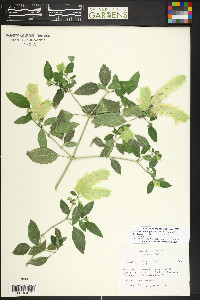 Justicia brandegeeana image