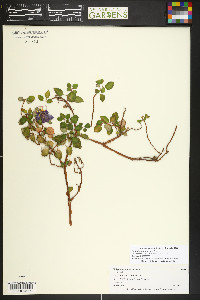 Dicliptera squarrosa image