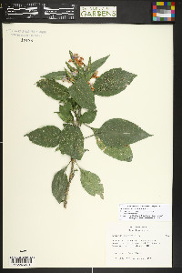 Eranthemum pulchellum image