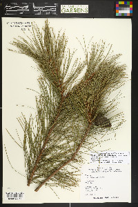 Pinus leiophylla var. chihuahuana image