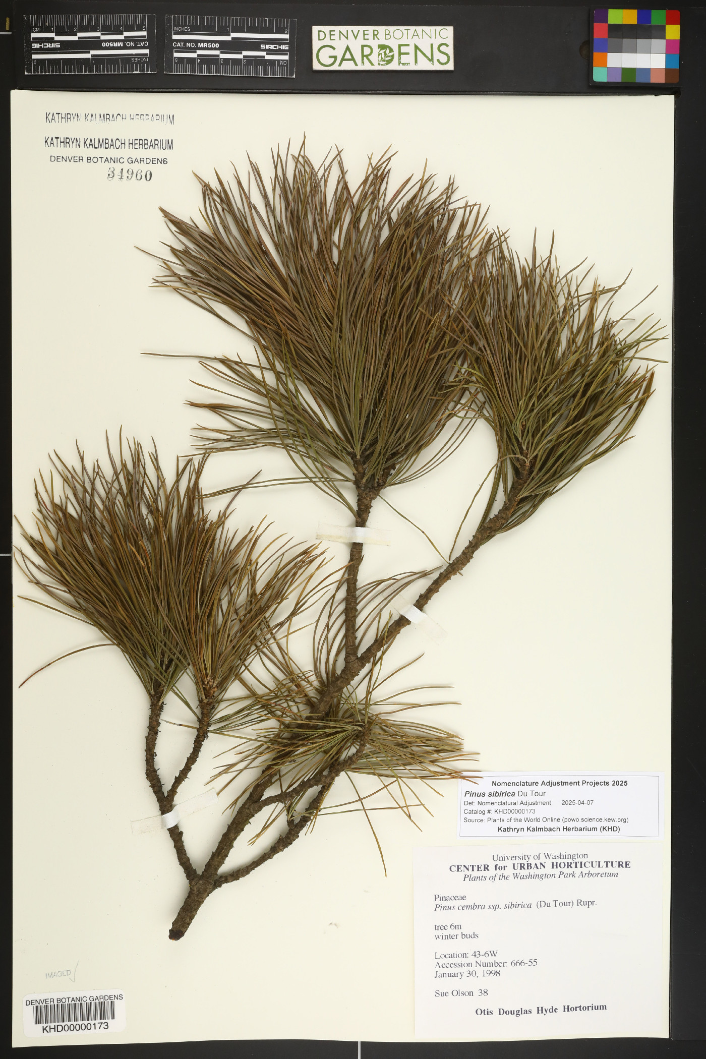 Pinus sibirica image