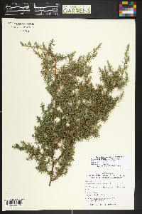 Juniperus squamata image