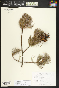 Pinus fenzeliana image