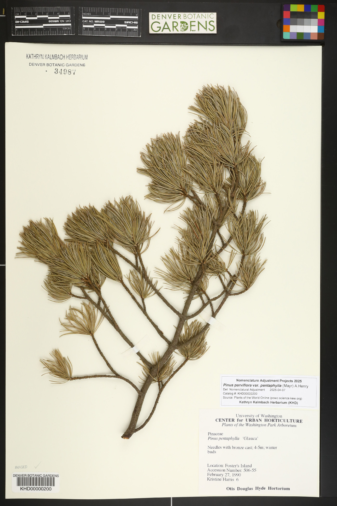 Pinus parviflora var. pentaphylla image
