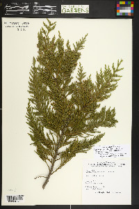 Xanthocyparis nootkatensis image