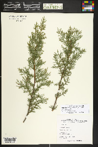 Hesperocyparis goveniana image