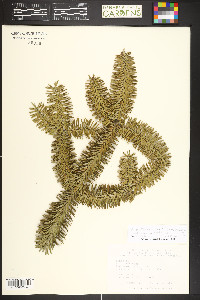 Abies pinsapo subsp. marocana image