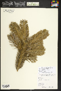 Abies nordmanniana image