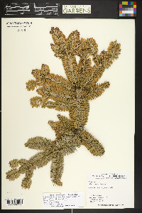 Abies nordmanniana image