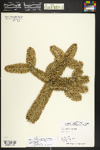 Abies pinsapo image