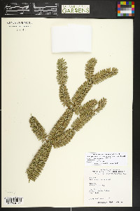 Abies pinsapo image