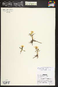 Ranunculus glaberrimus image