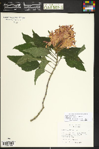 Justicia carnea image
