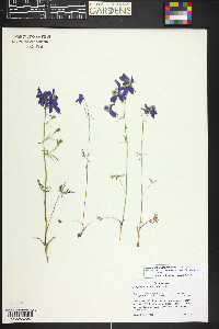 Delphinium nuttallianum image