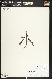 Justicia carnea image