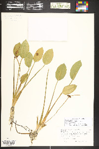 Sagittaria rigida image