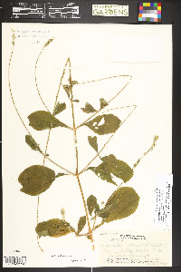 Achyranthes aspera var. aspera image