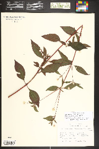 Alternanthera brasiliana image