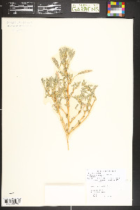 Amaranthus albus image