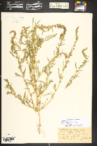 Amaranthus torreyi image