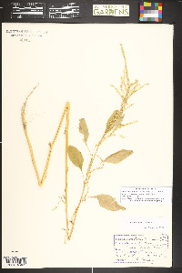 Amaranthus tuberculatus image