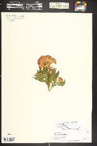 Celosia argentea image