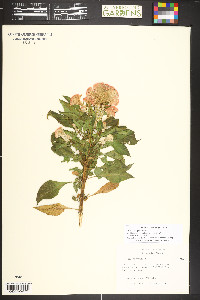 Celosia argentea image