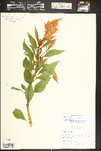 Celosia argentea image