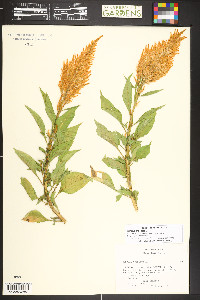 Celosia argentea image