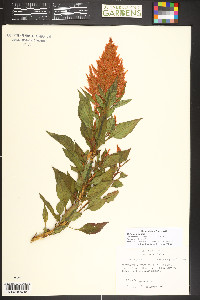 Celosia argentea image