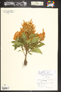 Celosia argentea image