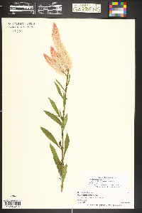 Celosia argentea image