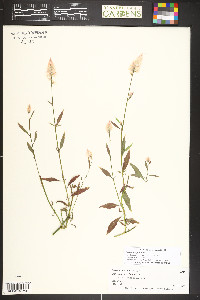 Celosia argentea image