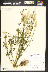 Celosia argentea image