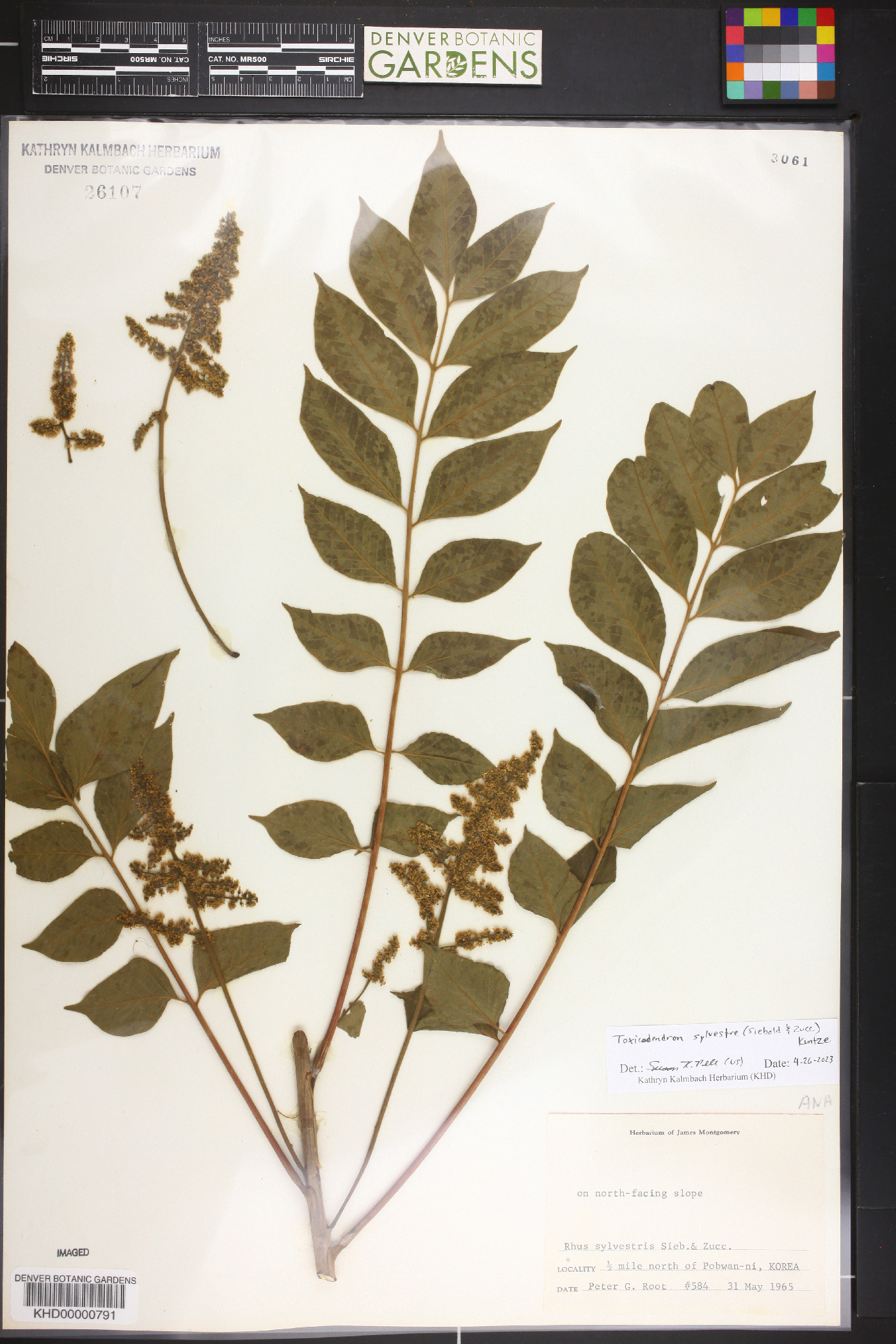 Toxicodendron sylvestre image