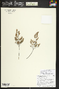 Argyrochosma limitanea subsp. mexicana image