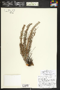 Astrolepis integerrima image