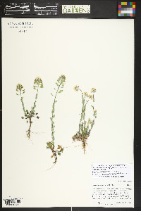 Noccaea fendleri image