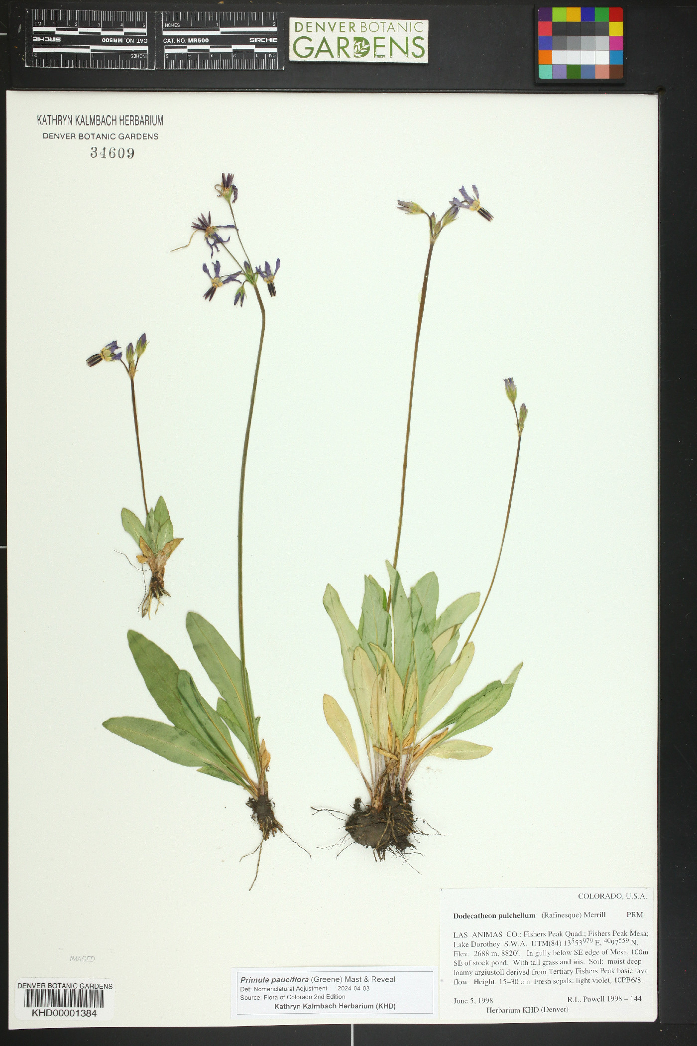 Primula pauciflora image