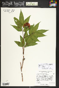 Sambucus racemosa subsp. racemosa image