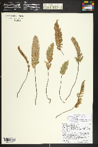 Myriopteris lindheimeri image