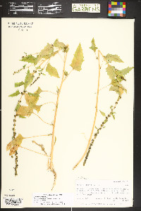 Chenopodium virgatum image