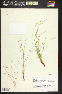 Carex rossii image