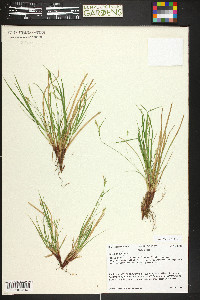 Carex rossii image