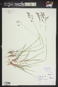 Poa wheeleri image