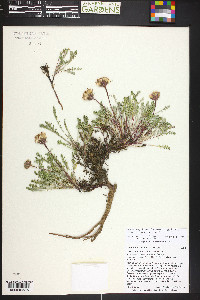 Chaenactis douglasii var. alpina image